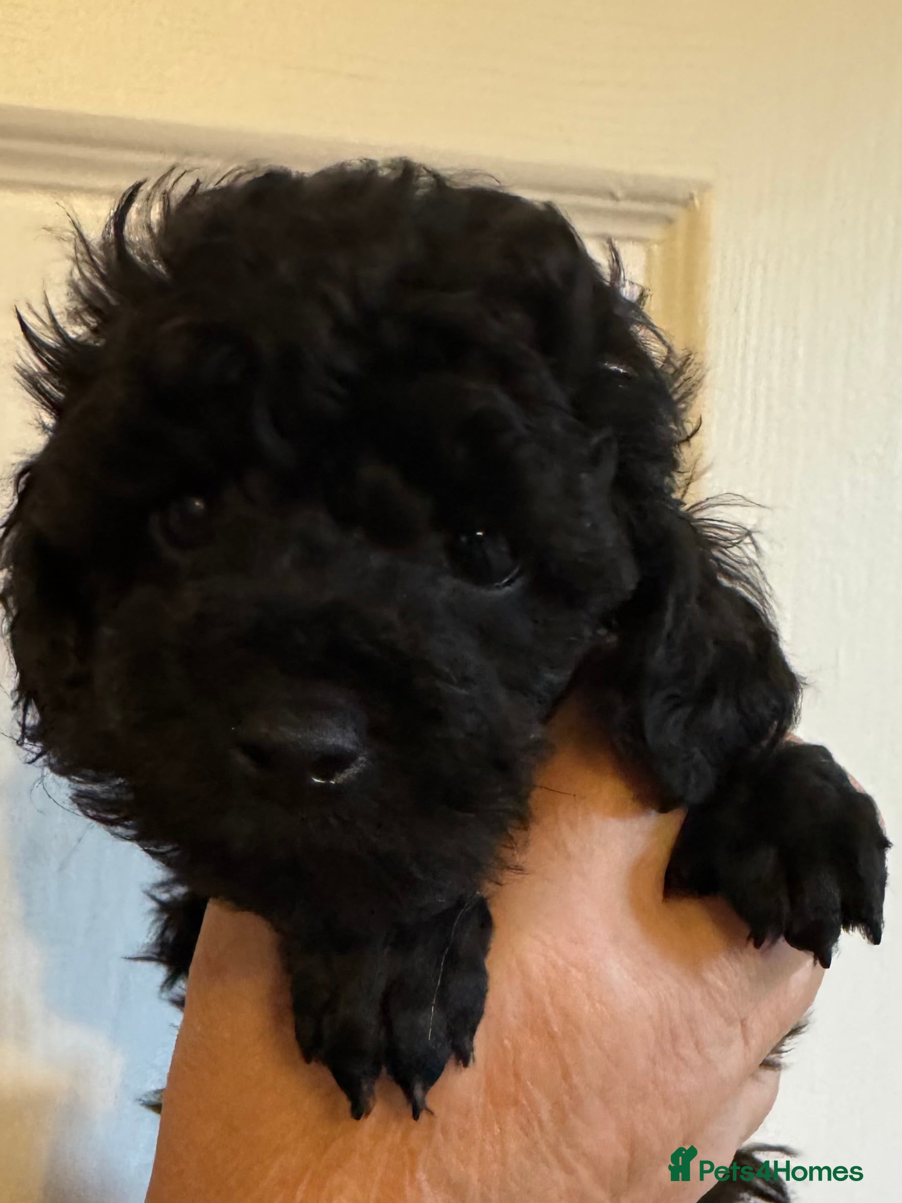 Toy Poodle dogs  Beautiful KC Registered Tiny Toy Boys available   - Advert 10