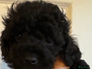 Toy Poodle dogs Beautiful KC Registered Tiny Toy Boys available - Advert 3