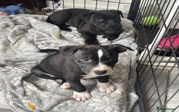 Staffordshire Bull Terrier dogs for sale: Sold  - Image 18