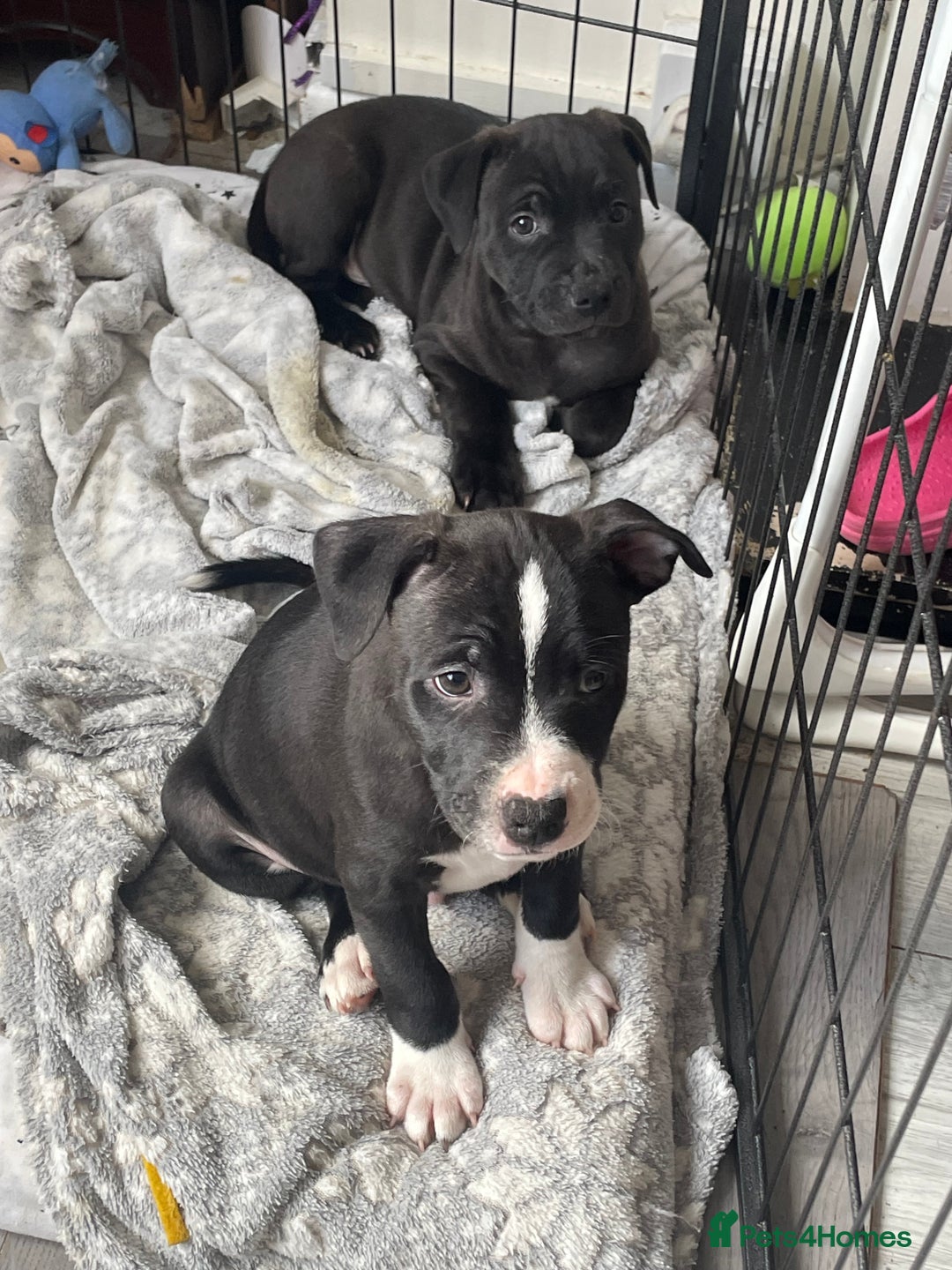 Staffordshire Bull Terrier dogs for sale: Sold  - Image 18