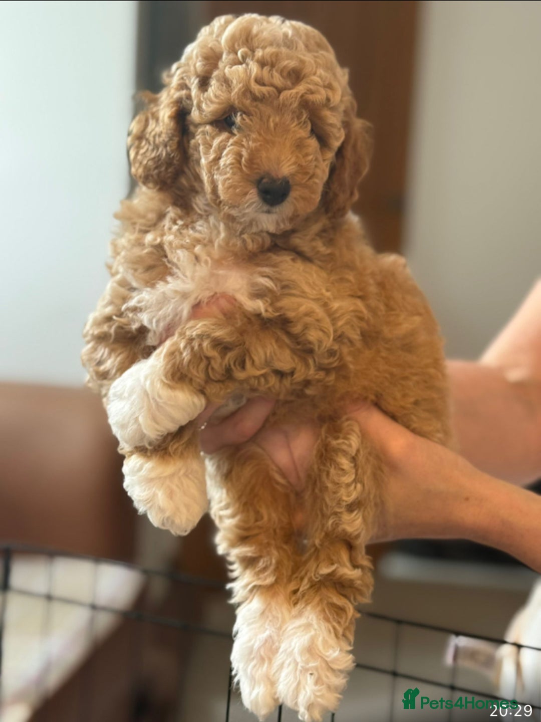 Maltipoo dogs for sale: Toy Maltipoo puppies (all girls) 8 weeks old - Image 4