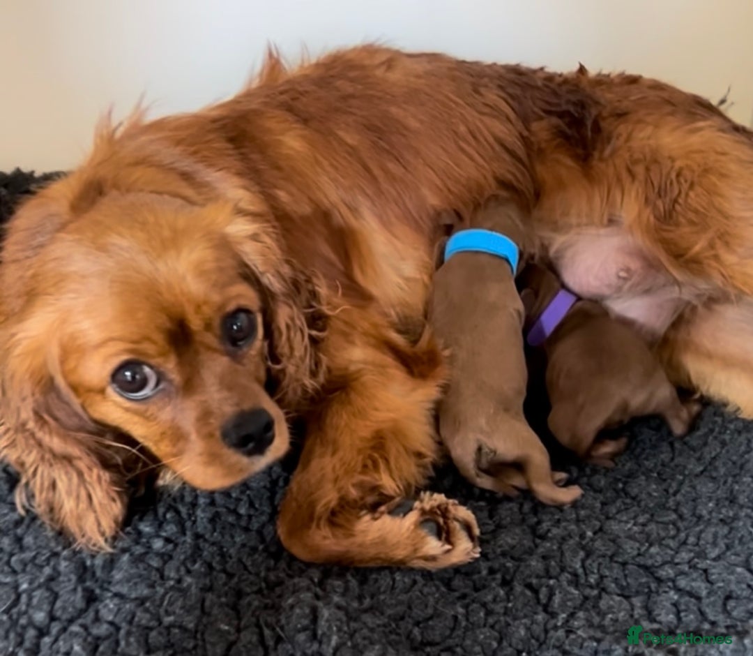 Cavapoo dogs for sale: Lovely family bred cavapoos - Advert 2