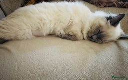 Ragdoll cats for sale: Beautiful Ragdoll - Image 3