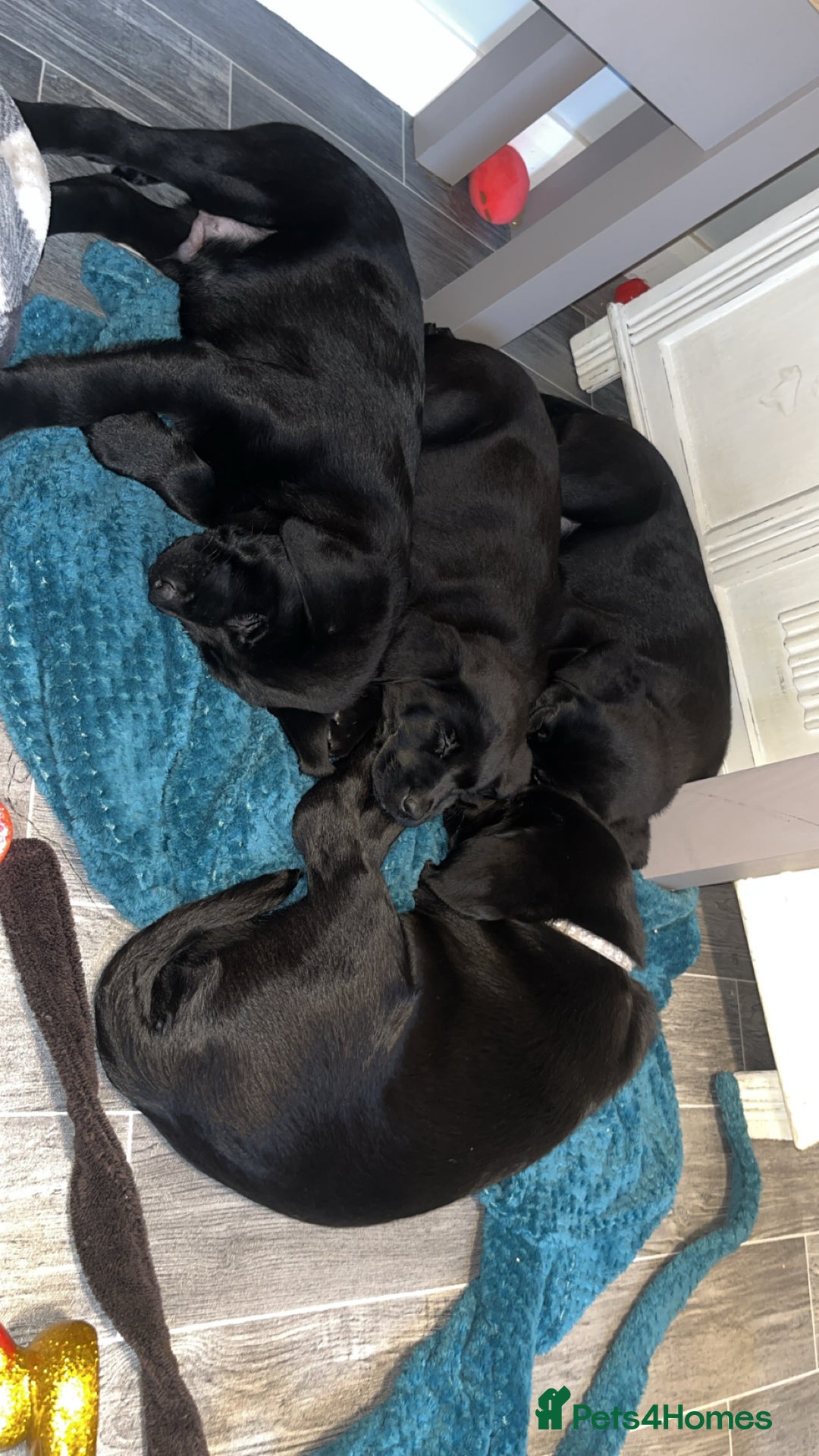 Labrador Retriever dogs for sale: READY NOW.Beautiful black KC registered Labradors  - Advert 12