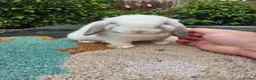 Mini Lop rabbits for sale: Baby female mini lop rabbits  - Advert 2
