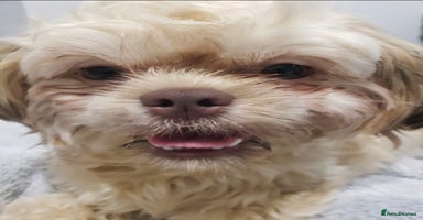 Mixed Breed dogs - Advert 9