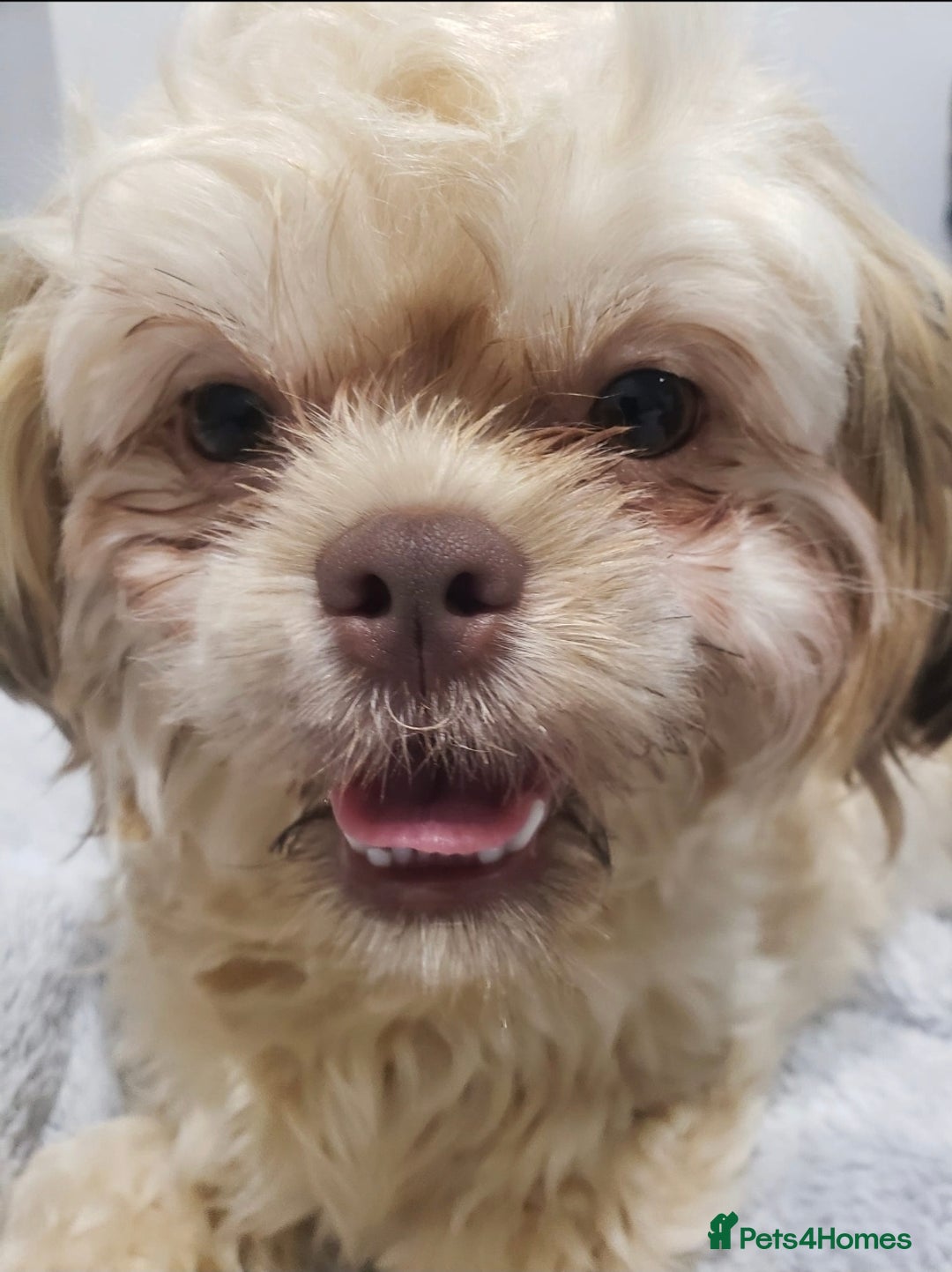 Mixed Breed dogs for sale: Lively 1 year old Lhasa Apso - Image 2