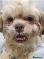 Mixed Breed dogs - Advert 9