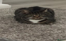 British Shorthair cats for sale: Tabby cat for 20 pound  - Image 3