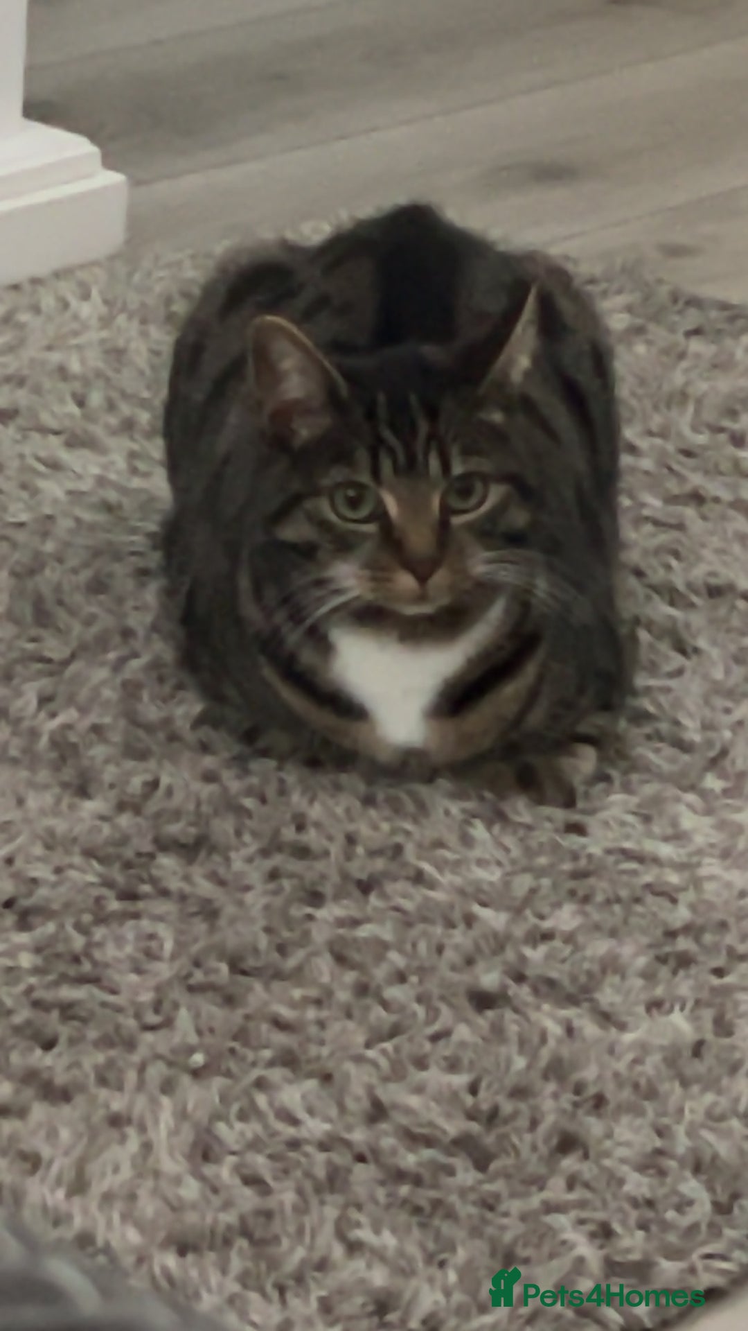 British Shorthair cats for sale: Tabby cat for 20 pound  - Image 3