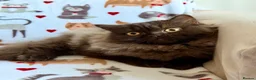 British Longhair cats for sale: Chocolate BLH boys TICA registration  - Advert 8