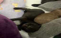 British Shorthair cats for sale: British short hair kittens - Image 8