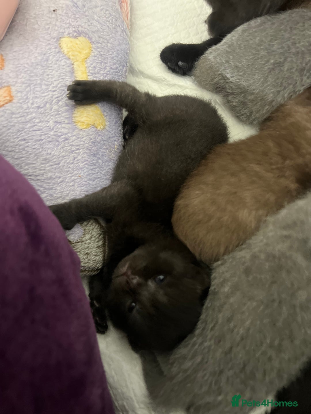 British Shorthair cats for sale: British short hair kittens - Image 8