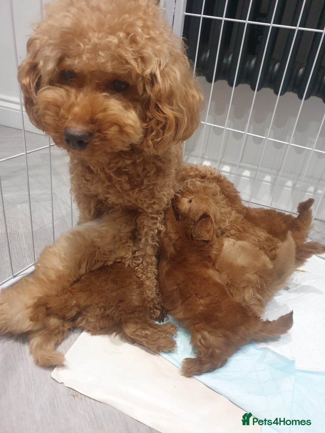 Mixed Breed dogs for sale: 6 red maltipoos - Advert 2