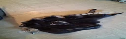 Mixed Breed cats for sale: 4 Beautiful Black Kittens 8 Weeks Old in Colchester - Advert 2