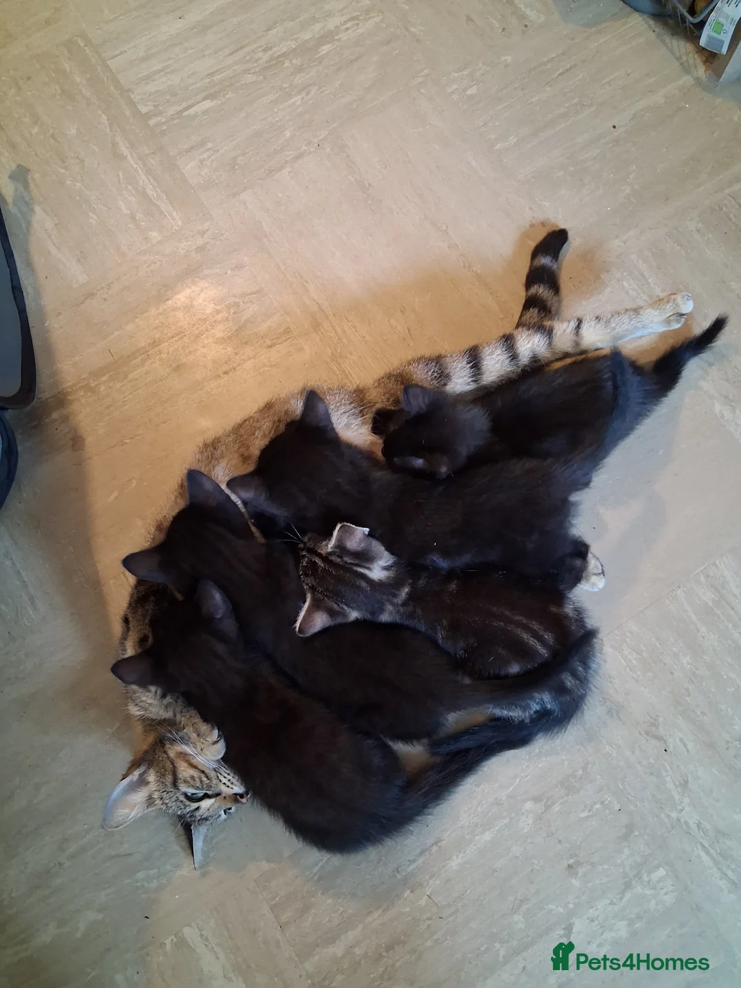 Mixed Breed cats for sale: 4 Beautiful Black Kittens 8 Weeks Old in Colchester - Advert 2