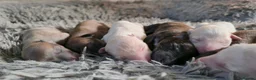 Whippet dogs for sale: KC Registered Small Whippet Puppies  - Advert 7