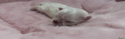 Maltese dogs for sale: Bambelina Full Korean Bloodline Maltese - Advert 3
