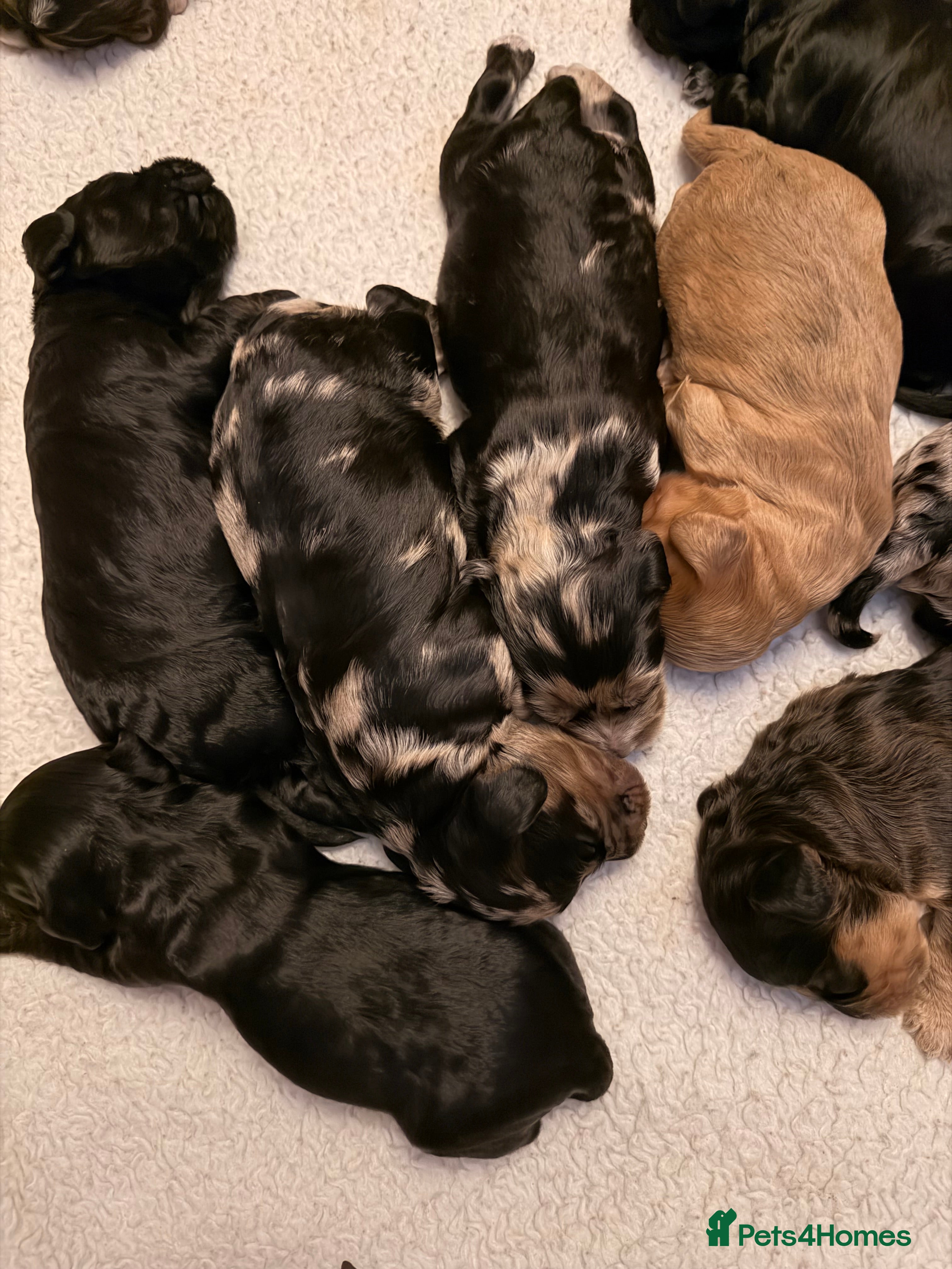 Cockapoo dogs F1 Cockapoo Puppies - Advert 2