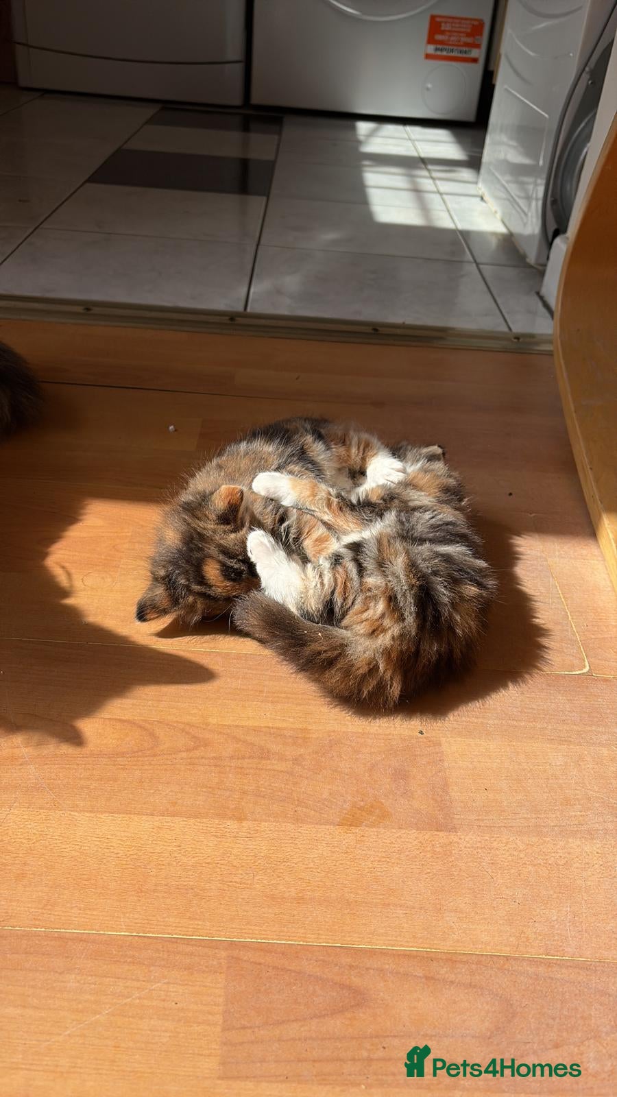 British Longhair cats for sale: 🐾 Stunning British Longhair Kittens for Sale 🐾 in Wembley - Advert 5
