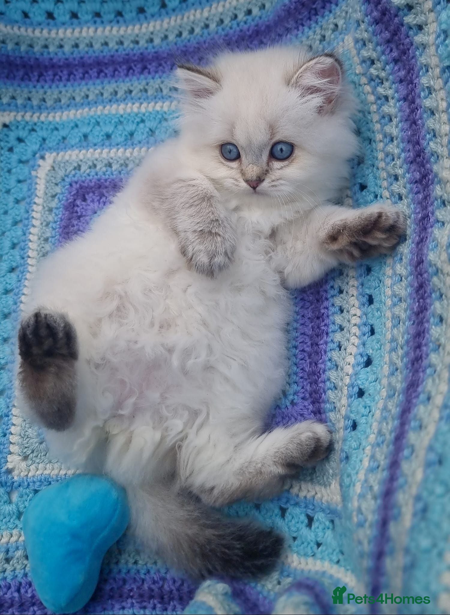 British Shorthair cats 💖GOLDEN & SILVER POINT BSH & BLH KITTENS💖 - Advert 1