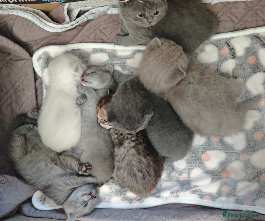 British Shorthair cats for sale: Beautiful British Shorthair kittens ready 23/12 - Advert 6