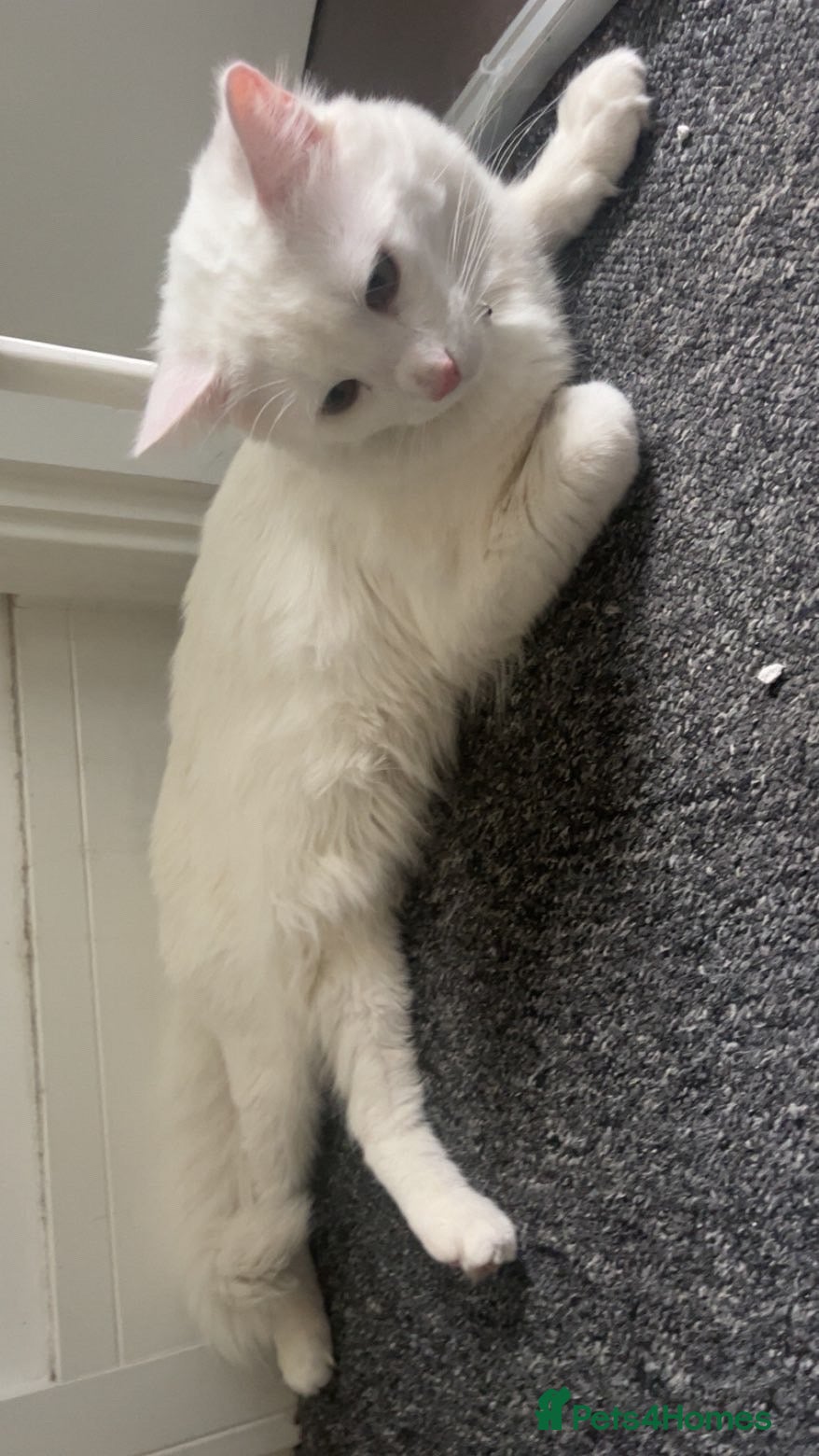 Maine Coon cats Russian white x Maine coone BL - Advert 9