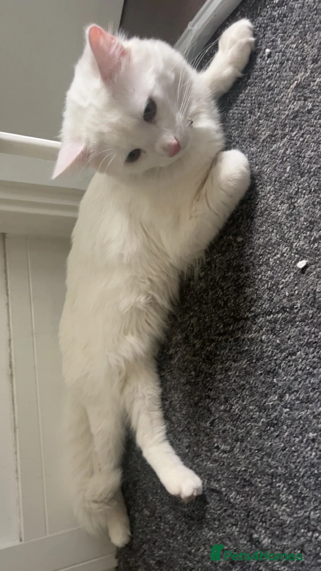Maine Coon cats for sale: Russian white x Maine coone BL - Advert 1