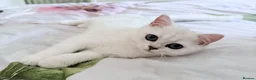British Shorthair cats for sale: GCCF British Shorthair Silver/Black Tipped Kitten - Advert 4