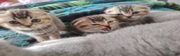 British Shorthair cats for sale: Beautiful British shorthair kittens  - Advert 7