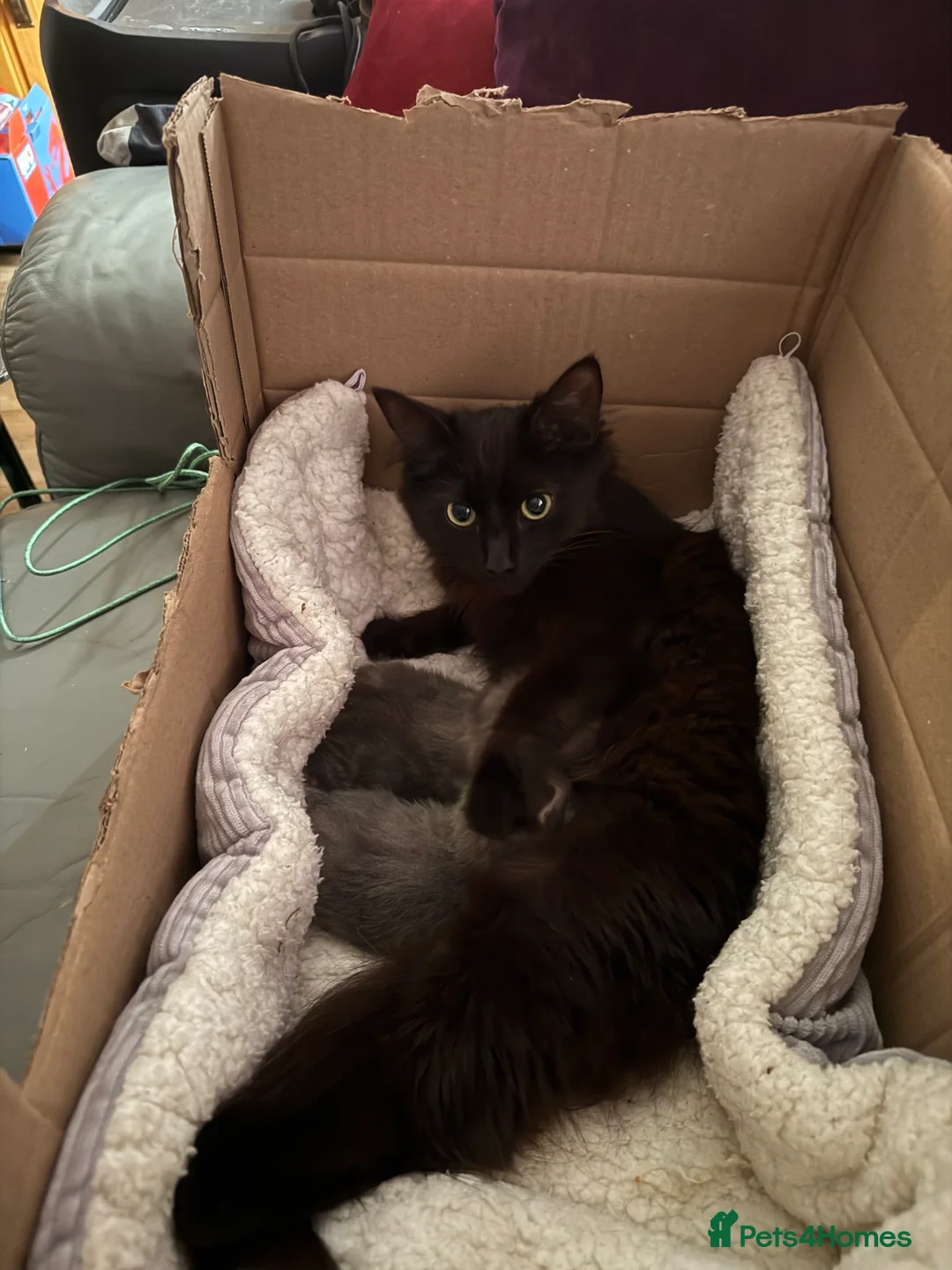 Mixed Breed cats for sale: 8 weeks old part ragdoll kitten  - Advert 3