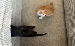Mixed Breed cats for sale: Adorable kittens for sale  - Image 8
