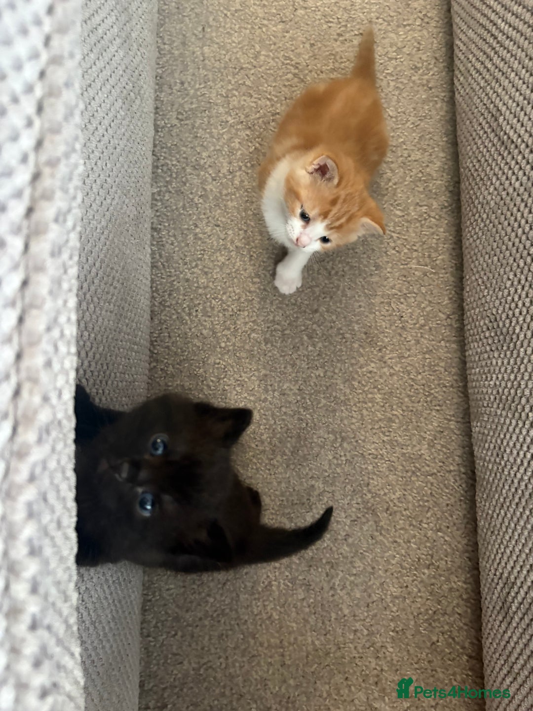Mixed Breed cats for sale: Adorable kittens for sale  - Image 8
