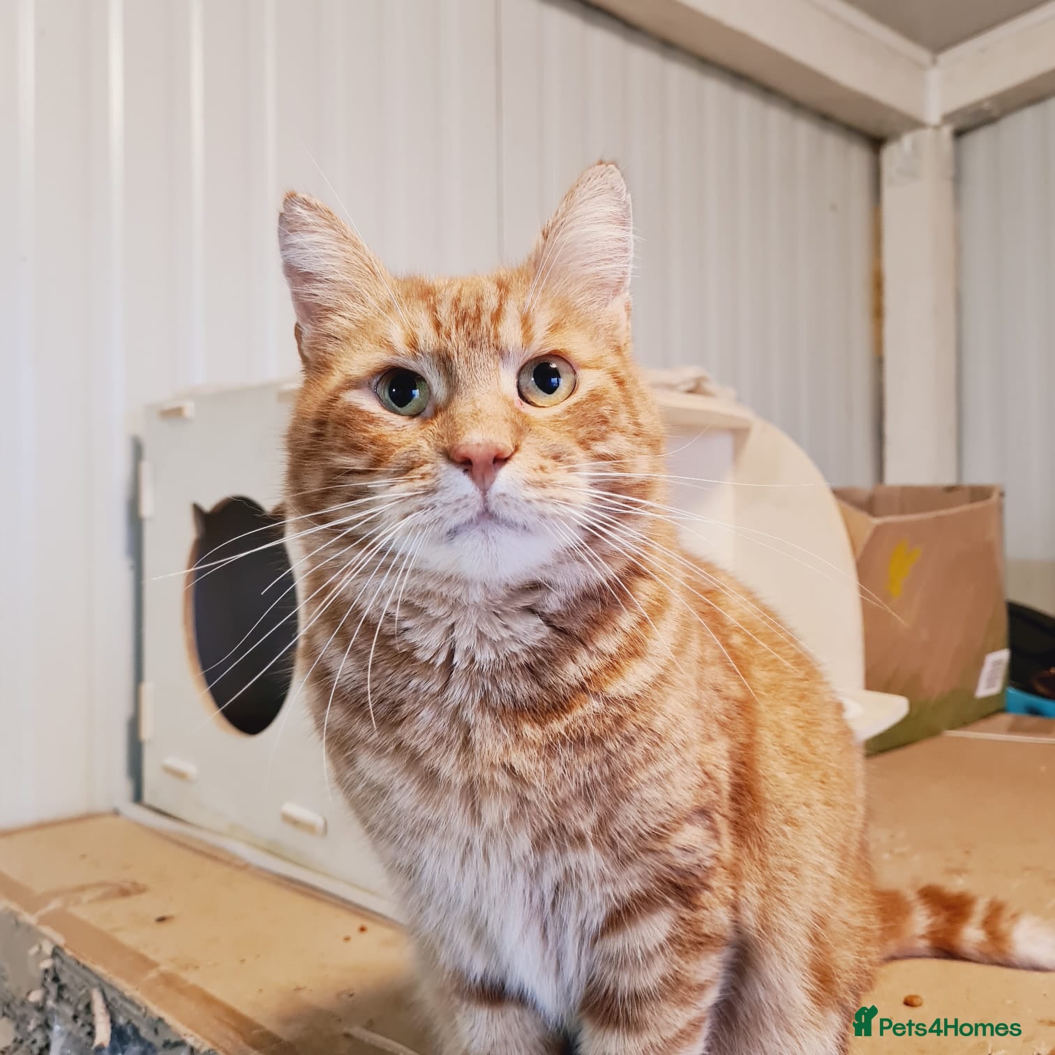 Mixed Breed cats 🐾 PORTO – a Handsome Boy for a Loving Home🐾 - Advert 1