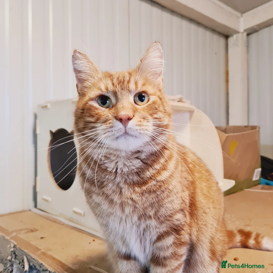 Mixed Breed cats for adoption: 🐾 PORTO – a Handsome Boy for a Loving Home🐾 - Advert 1