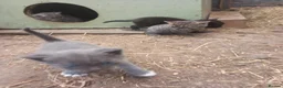 Aegean cats for sale: Agean x kittens for sale  - Advert 7