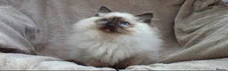 Ragdoll cats for sale: GCCF ACTIVE & PET KITTENS IMP CHAMPION BLOODLINES - Advert 27
