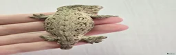 Gecko reptiles for sale: Leachianus Gecko will be high pinks/ high pattern  - Advert 5