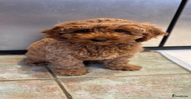 Cockapoo dogs - Advert 14