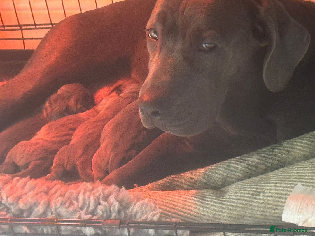 Cane Corso dogs for sale: Outstanding cane corso pups 🐶  - Advert 4