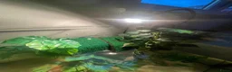 Turtle reptiles for sale: Musk Turtle - Advert 3