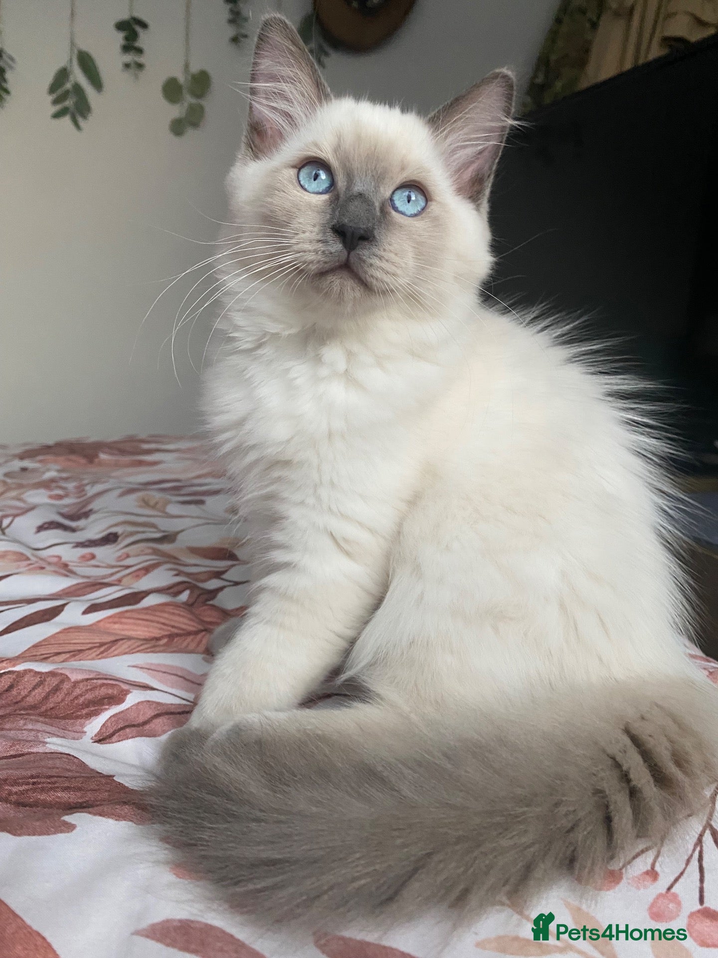 Ragdoll cats Ragdoll kittens - Advert 18