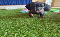 Miniature Dachshund dogs for sale: 5 star licensed Miniature Wire GIRL  - Image 13
