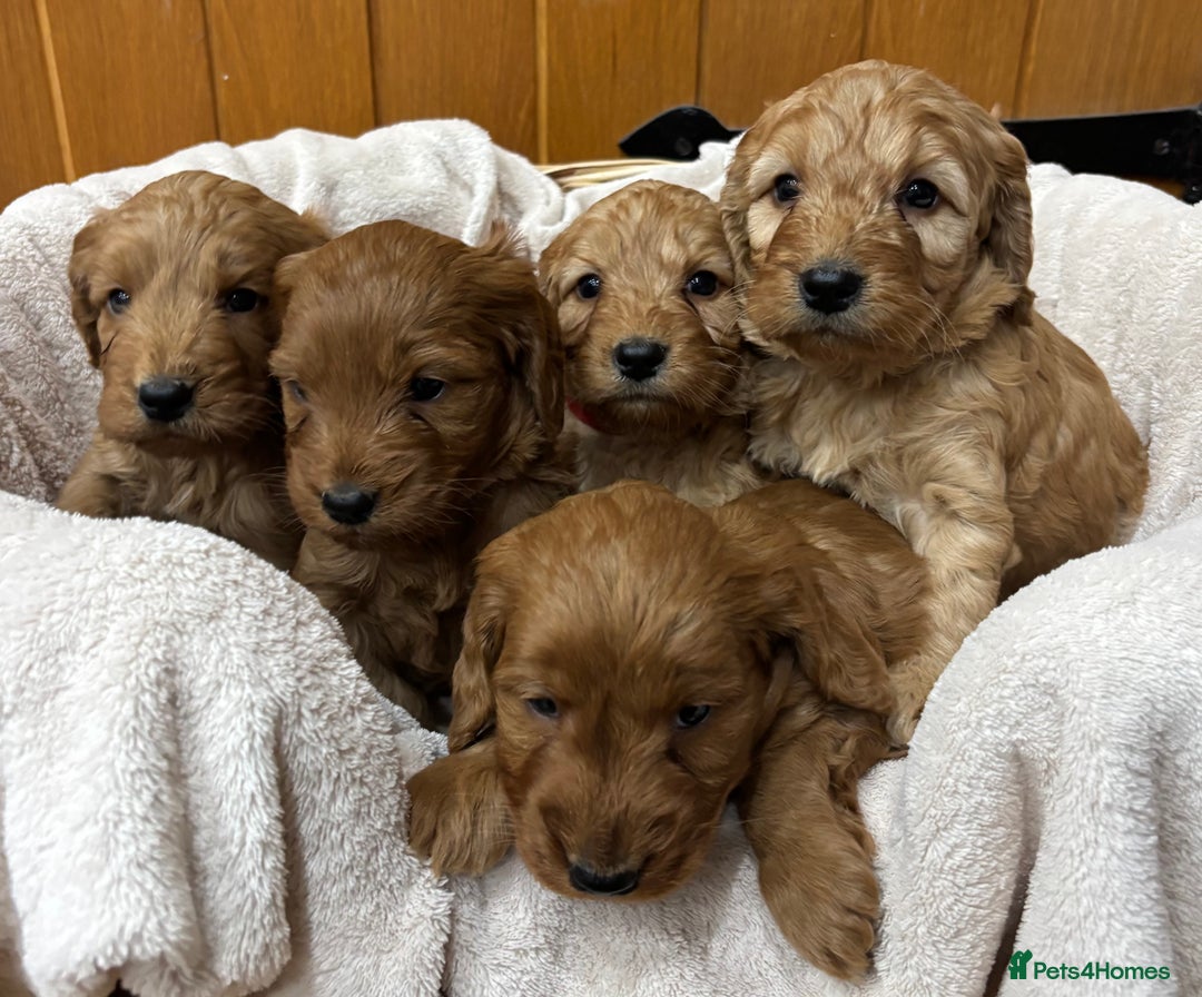 Cockapoo dogs for sale: Stunning Cockapoos Puppies DNA tested parents  - Advert 2