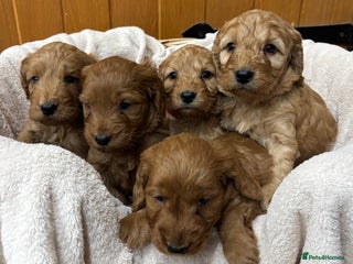 Cockapoo dogs Stunning Cockapoos Puppies DNA tested parents - Advert 7