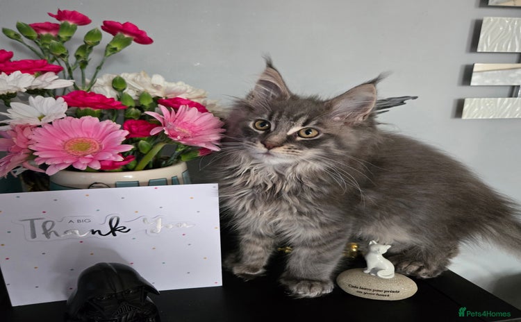 Maine Coon cats - Advert 11