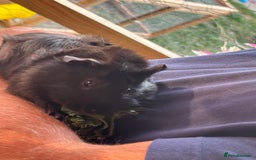 Guinea Pig rodents for sale: 2 male guinea pigs  - Image 5