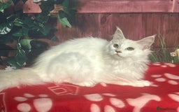 Maine Coon cats for sale: Maine Coon Kittens. Vaccinated. READY NOW  - Image 6