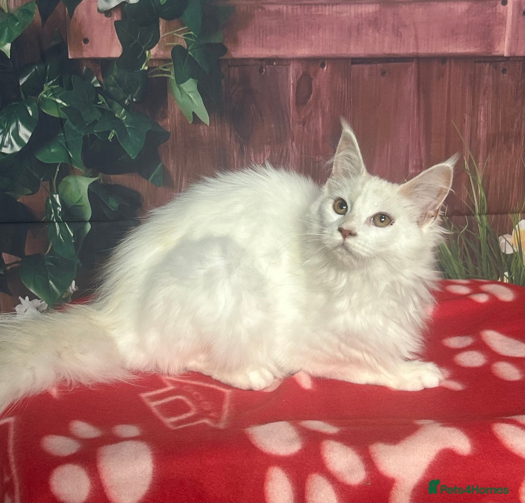 Maine Coon cats for sale: Maine Coon Kittens. Vaccinated. READY NOW  - Image 6