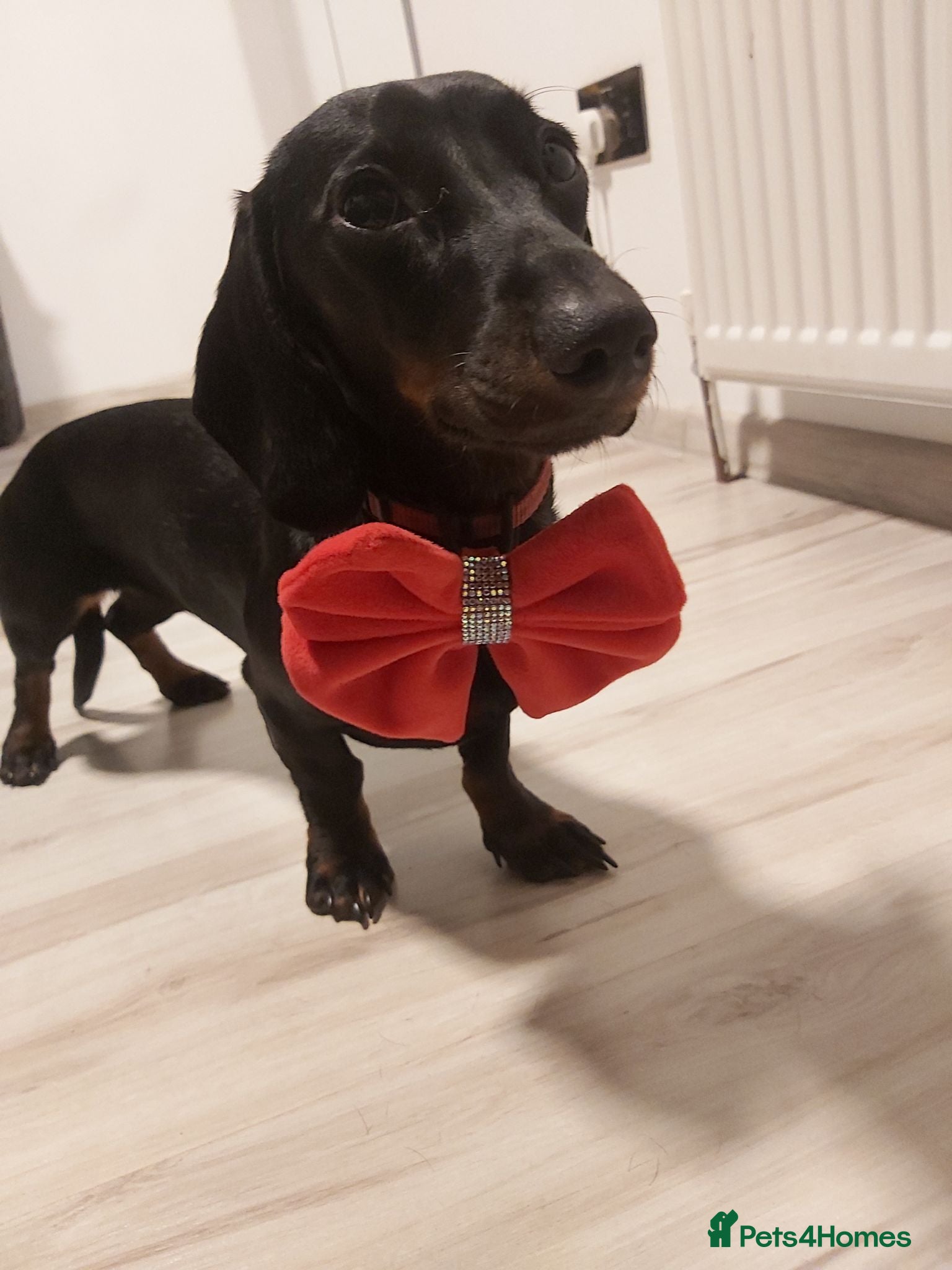 Miniature Dachshund dogs Adorable mini dachshunds - Advert 11